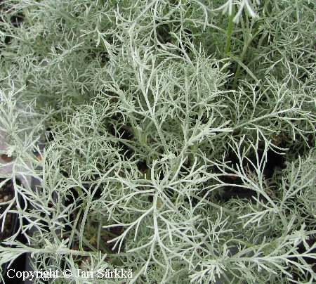 Pitsimaruna - dillmalört - Artemisia filifolia